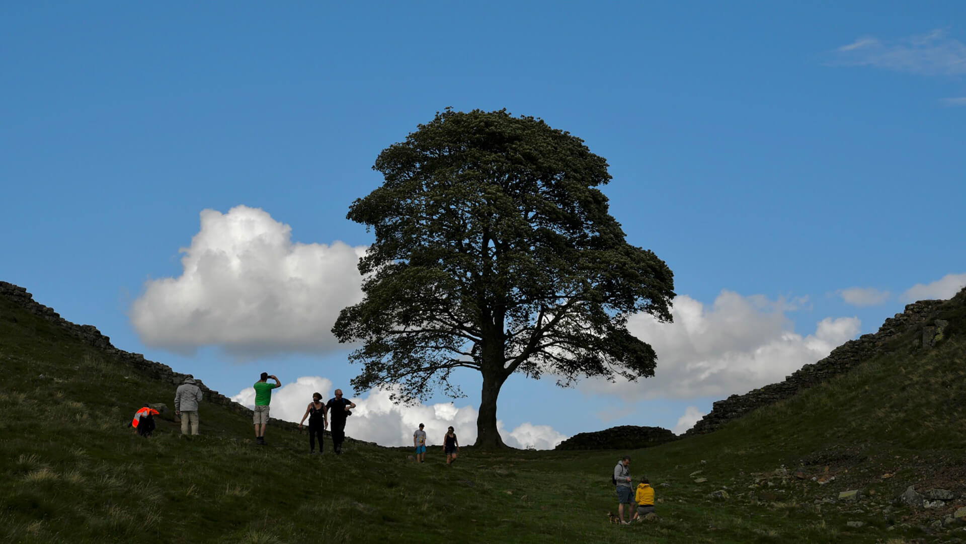 See the famous Sycamore Gap Tree Visit Northumberland